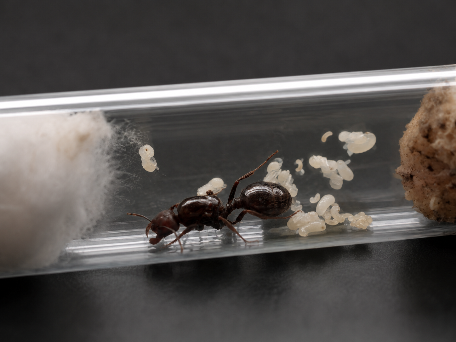 Messor Barbarus (Oogstmier)