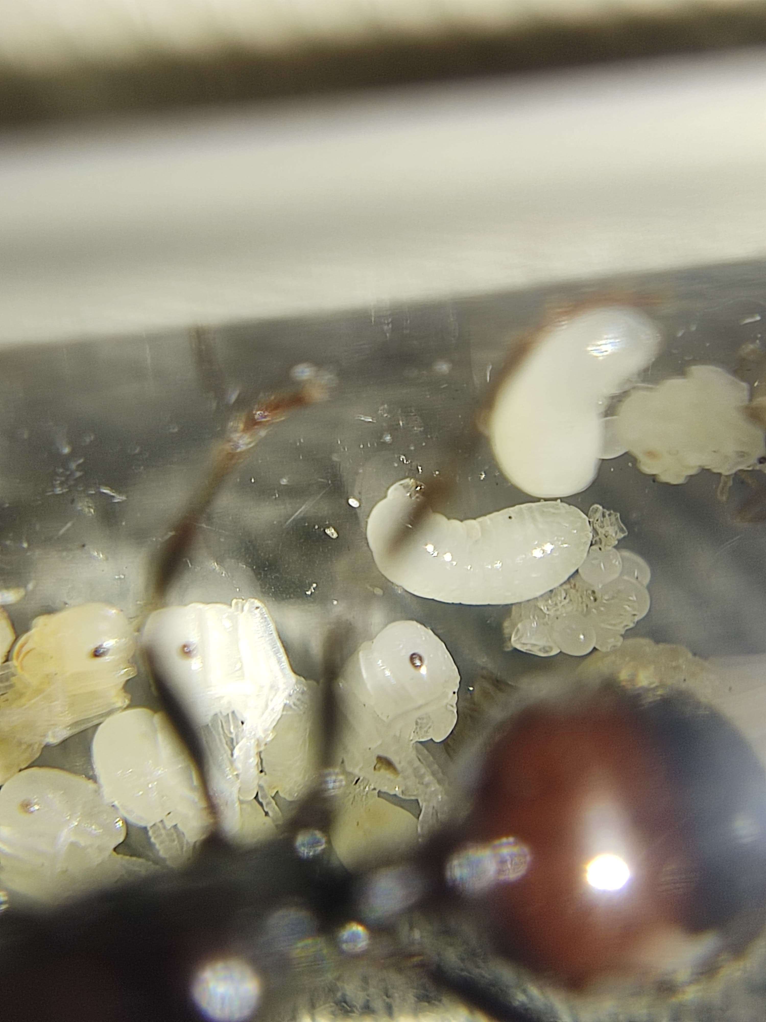 Messor Barbarus (Oogstmier) - Bi-color