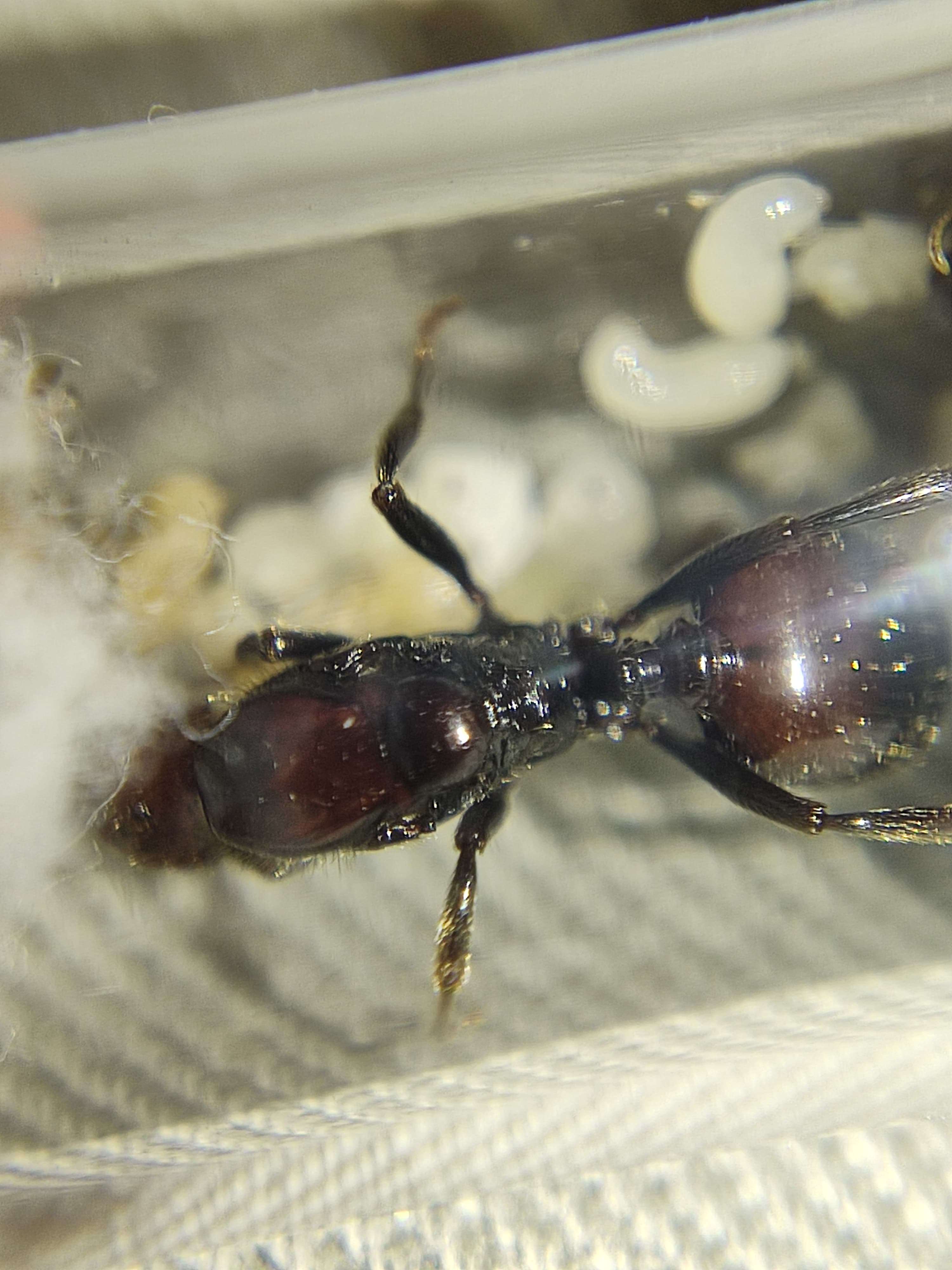 Messor Barbarus (Oogstmier) - Bi-color