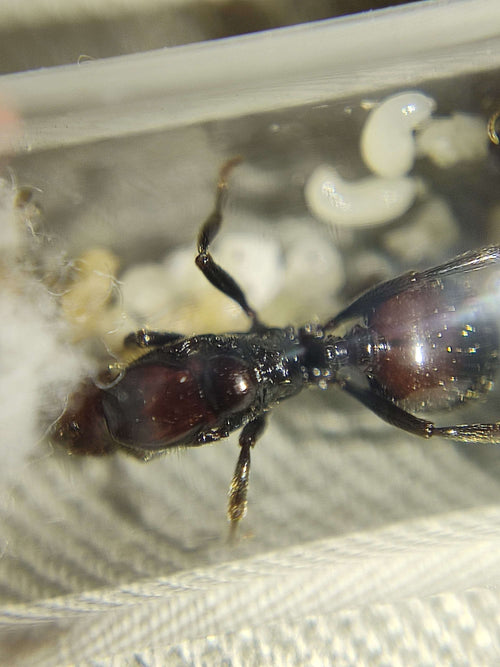 Messor Barbarus (Oogstmier) - Bi-color