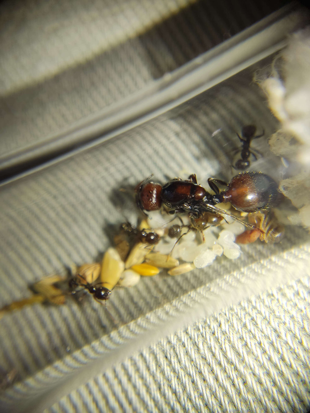 Messor Barbarus (Oogstmier) - Bi-color